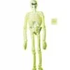 Halloweenaccessoires 3d Plastic Laboratorium Skelet 150cm