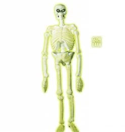 Halloweenaccessoires 3d Plastic Laboratorium Skelet 150cm