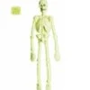 Halloweenaccessoires Laboratorium Skelet 90cm