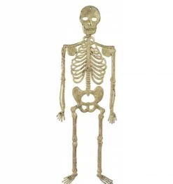 Halloweenaccessoires Skelet 32cm