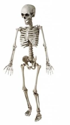 Kinder Skelet Als Halloween Horror Decoratie