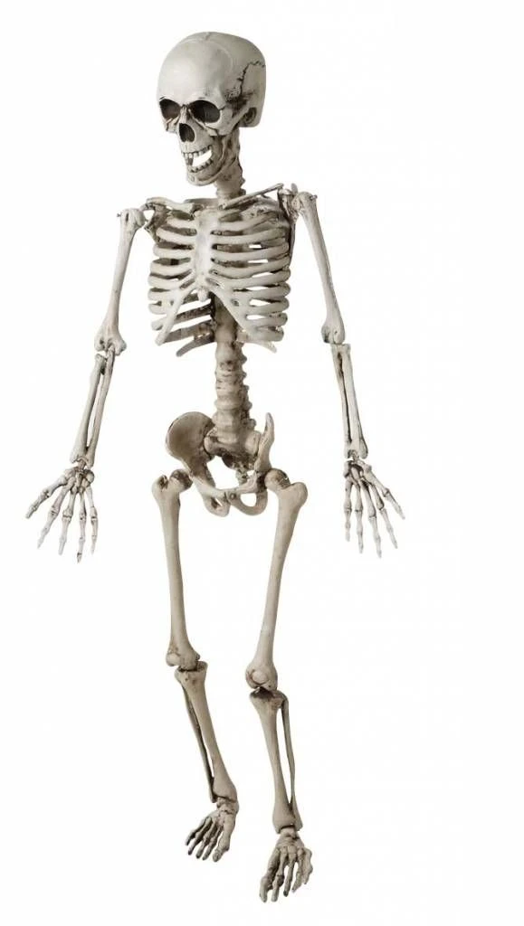 Kinder Skelet Als Halloween Horror Decoratie 1 Kinder Skelet Als Halloween Horror Decoratie